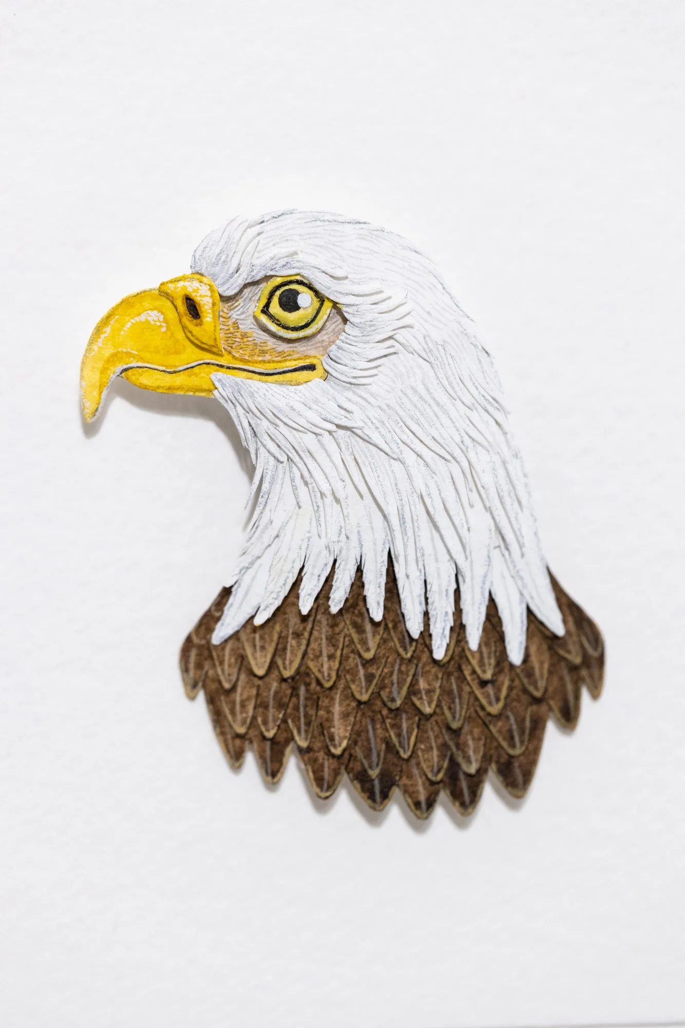Bald Eagle Portrait