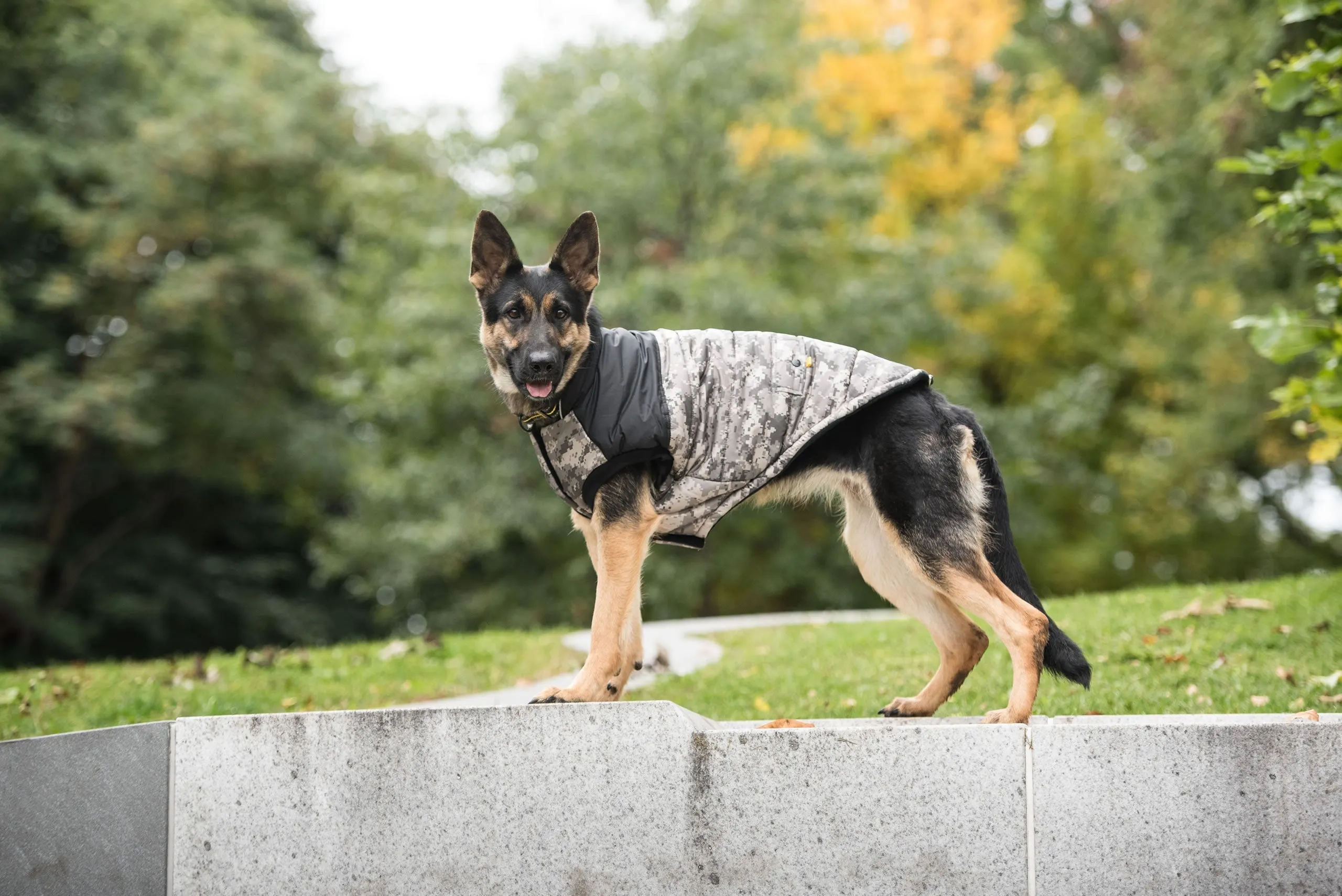 U.S. Army Dog Jacket - Camo