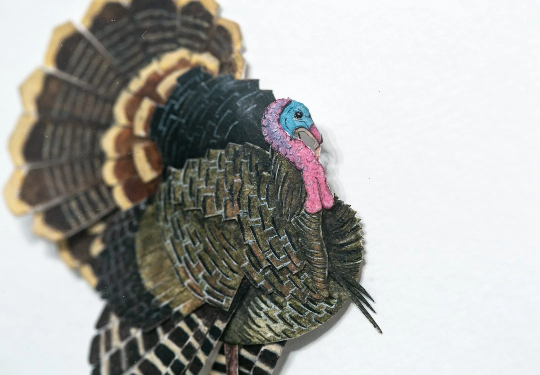 Wild Turkey