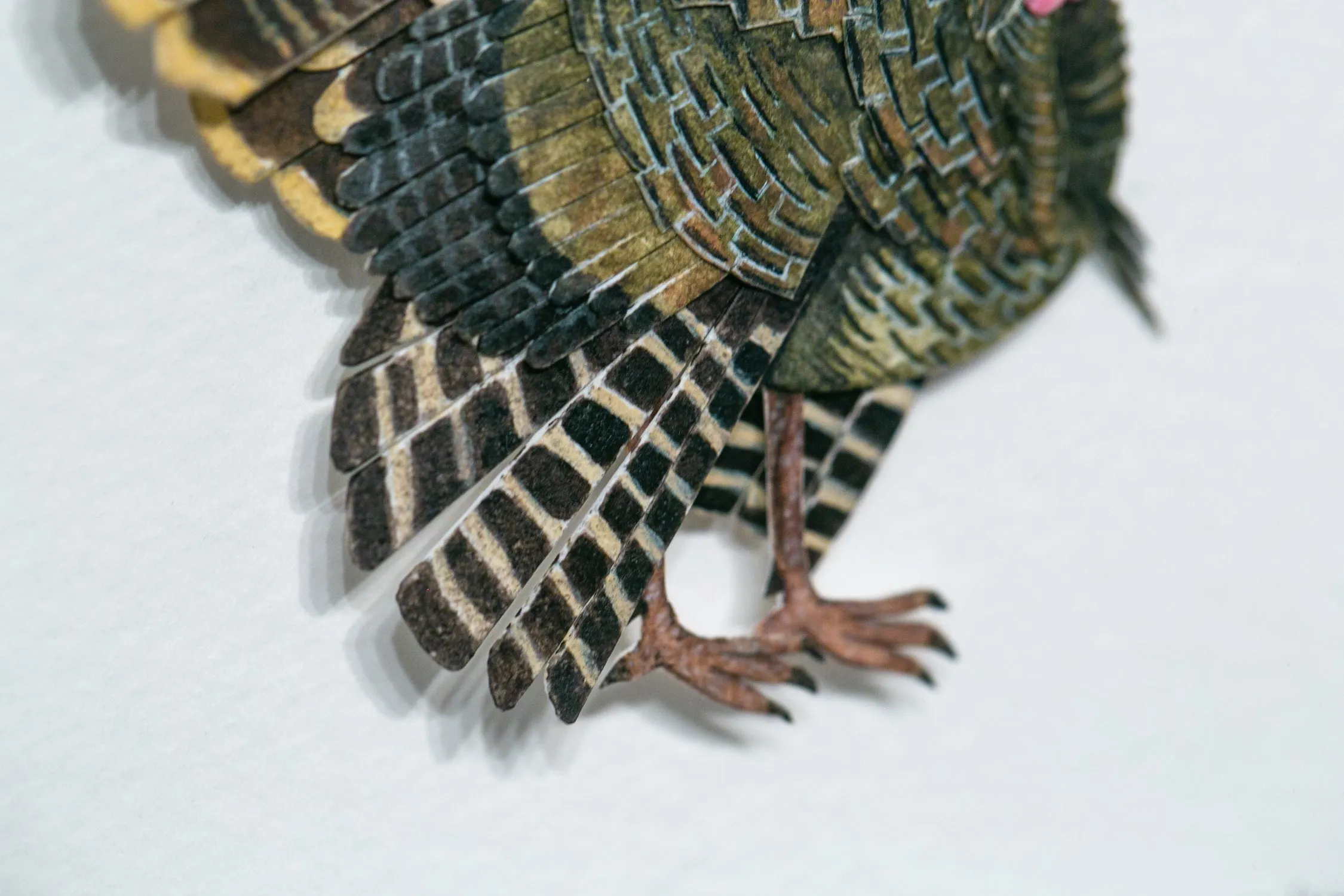 Wild Turkey